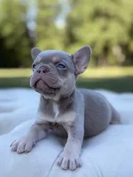 Sand, a female French Bulldog for sale in Kent, WA – 2 of 4