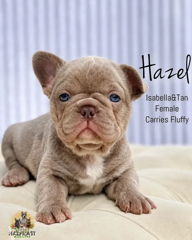 Hazel – French Bulldog puppy for sale in Kent, WA