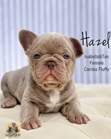 Hazel, a female French Bulldog for sale in Kent, WA – 1 of 3