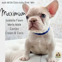 Maximum, a male French Bulldog for sale in Kent, WA – Photo 1 of 6