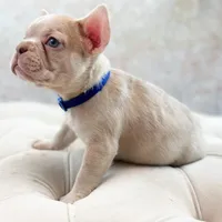 Maximum, a male French Bulldog for sale in Kent, WA – Photo 3 of 6