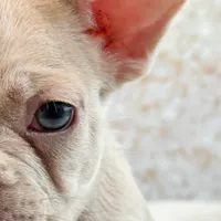 Maximum, a male French Bulldog for sale in Kent, WA – Photo 6 of 6