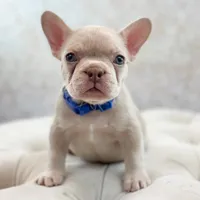 Maximum, a male French Bulldog for sale in Kent, WA – Photo 4 of 6