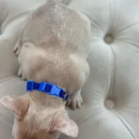 Maximum, a male French Bulldog for sale in Kent, WA – Photo 5 of 6