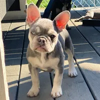 Lion, a male French Bulldog for sale in Kent, WA – Photo 1 of 7