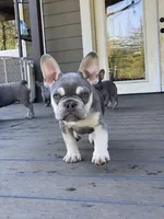 Lion, a male French Bulldog for sale in Kent, WA – Photo 2 of 7