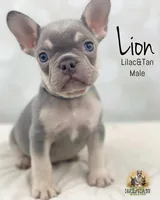 Lion, a male French Bulldog for sale in Kent, WA – Photo 7 of 7