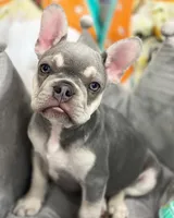 Lion, a male French Bulldog for sale in Kent, WA – Photo 4 of 7