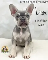 Lion, a male French Bulldog for sale in Kent, WA – Photo 3 of 7