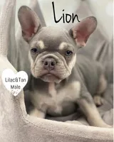 Lion, a male French Bulldog for sale in Kent, WA – Photo 6 of 7