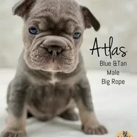 Atlas, a male French Bulldog for sale in Kent, WA – Photo 2 of 5