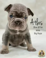 Atlas, a male French Bulldog for sale in Kent, WA – Photo 1 of 4