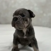 Atlas, a male French Bulldog for sale in Kent, WA – Photo 3 of 5