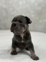 Atlas, a male French Bulldog for sale in Kent, WA – Photo 2 of 4