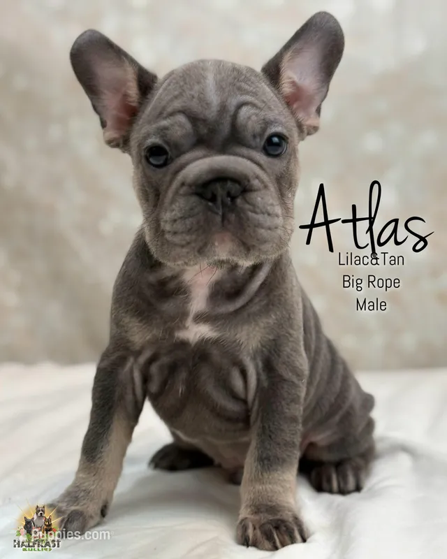 Atlas – French Bulldog puppy for sale in Kent, WA