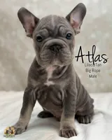 Atlas, a male French Bulldog for sale in Kent, WA – Photo 1 of 5