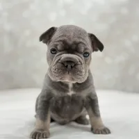 Atlas, a male French Bulldog for sale in Kent, WA – Photo 4 of 5