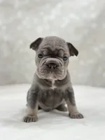 Atlas, a male French Bulldog for sale in Kent, WA – Photo 3 of 4