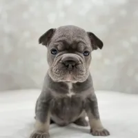 Atlas, a male French Bulldog for sale in Kent, WA – Photo 5 of 5