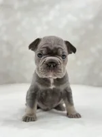 Atlas, a male French Bulldog for sale in Kent, WA – Photo 4 of 4