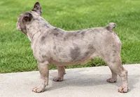 Bunny, a female French Bulldog for sale in Kent, WA – 2 of 4