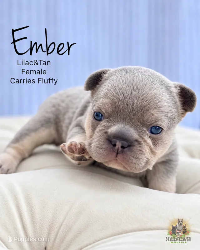 Ember – French Bulldog puppy for sale in Kent, WA