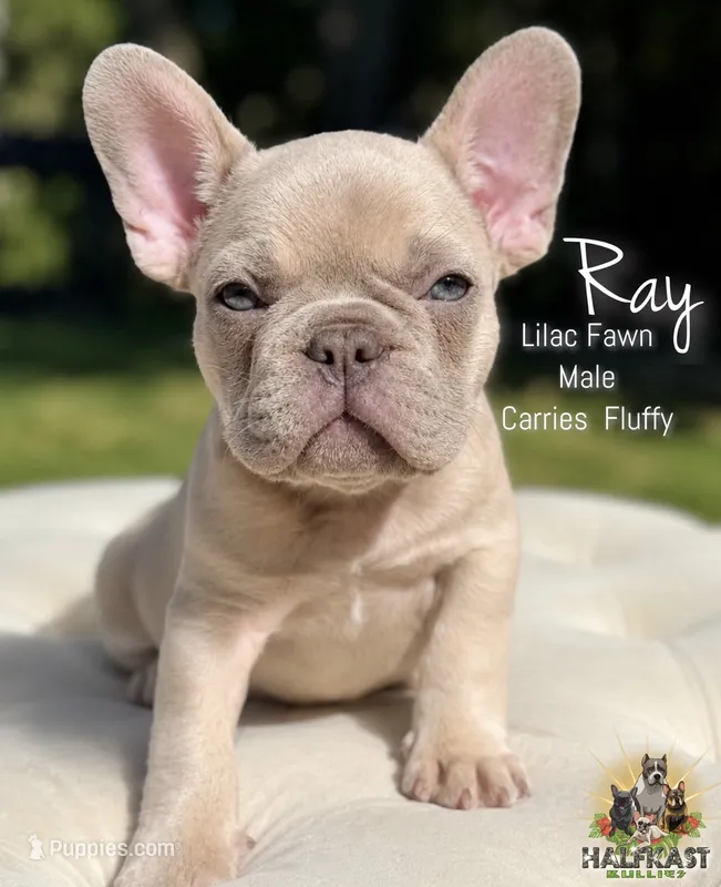 Ray – French Bulldog puppy for sale in Kent, WA