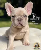 Ray, a male French Bulldog for sale in Kent, WA – 1 of 8