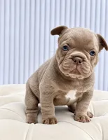 Autumn, a female French Bulldog for sale in Kent, WA – 2 of 6