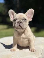 Ray, a male French Bulldog for sale in Kent, WA – 3 of 8