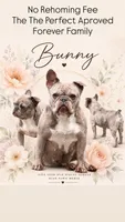 Bunny, a female French Bulldog for sale in Kent, WA – 4 of 4