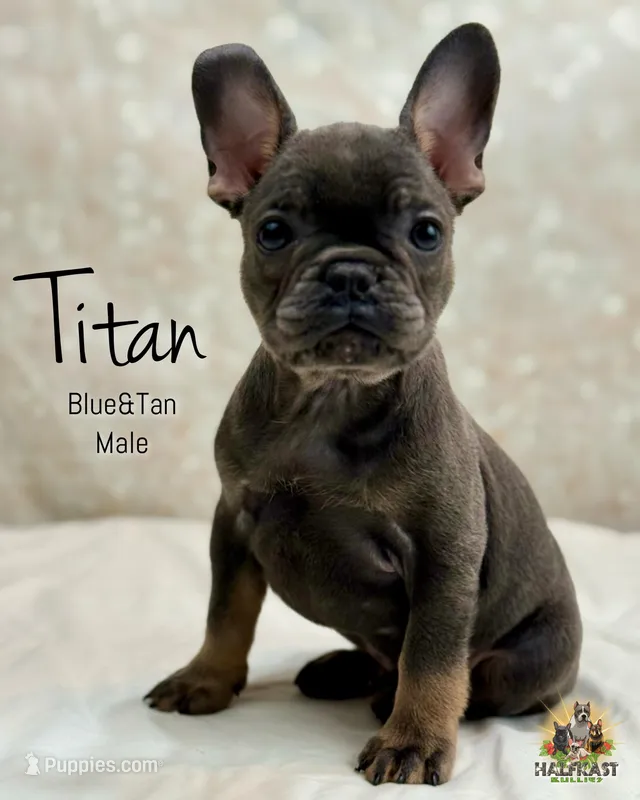 Titan  – French Bulldog puppy for sale in Kent, WA