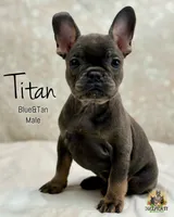 Titan , a male French Bulldog for sale in Kent, WA – Photo 1 of 5