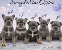 Titan , a male French Bulldog for sale in Kent, WA – Photo 5 of 5