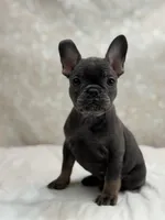 Titan , a male French Bulldog for sale in Kent, WA – Photo 3 of 5