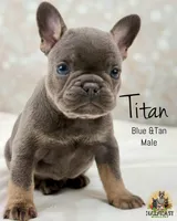 Titan , a male French Bulldog for sale in Kent, WA – Photo 2 of 5