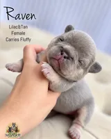 Raven, a female French Bulldog for sale in Kent, WA – 1 of 1