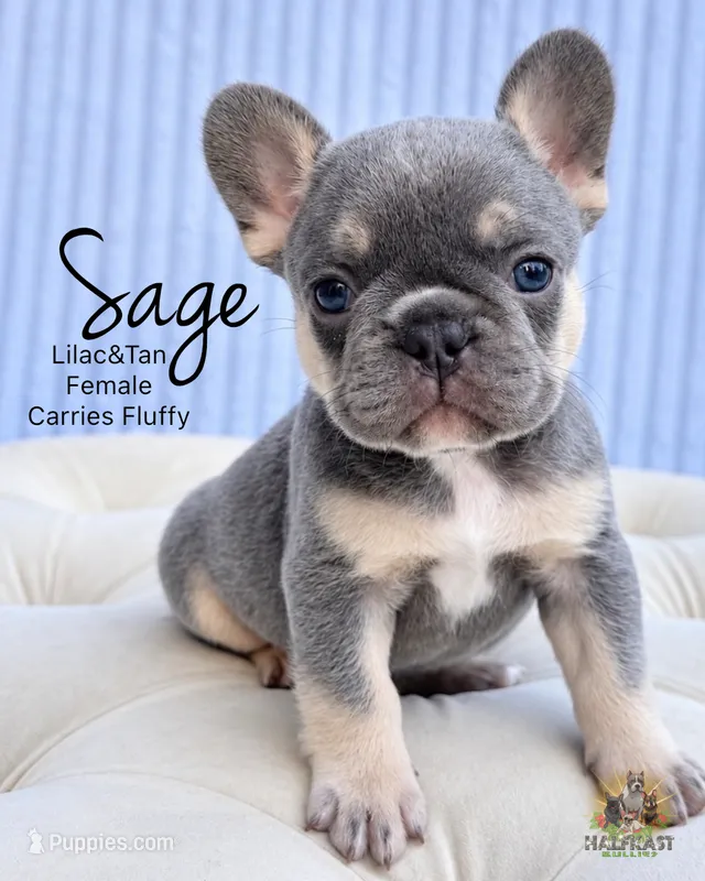Sage – French Bulldog puppy for sale in Kent, WA