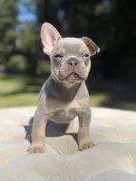 Kia, a male French Bulldog for sale in Kent, WA – 3 of 4