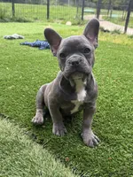 Franklin, a male French Bulldog for sale in Kent, WA – 4 of 4