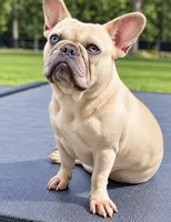 Delta, a female French Bulldog for sale in Kent, WA – 4 of 4