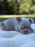 Tide, a male French Bulldog for sale in Kent, WA – 5 of 5