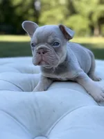 Tide, a male French Bulldog for sale in Kent, WA – 4 of 5