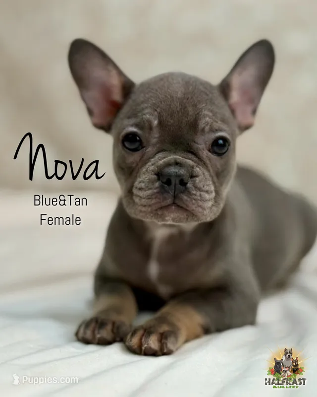 Nova – French Bulldog puppy for sale in Kent, WA