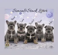 Nova, a female French Bulldog for sale in Kent, WA – Photo 6 of 6