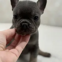 Nova, a female French Bulldog for sale in Kent, WA – Photo 5 of 7