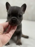 Nova, a female French Bulldog for sale in Kent, WA – Photo 4 of 6