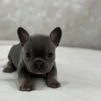 Nova, a female French Bulldog for sale in Kent, WA – Photo 4 of 7