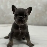 Nova, a female French Bulldog for sale in Kent, WA – Photo 3 of 7