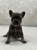 Nova, a female French Bulldog for sale in Kent, WA – Photo 2 of 6